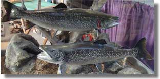 Hat Trick Charters