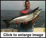 Salmon have arrived!